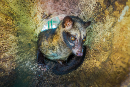 The animal civet is used for the production of expensive most gourmet coffee Kopi Luwak, in Bali Indonesiaの写真素材