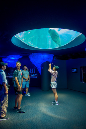 OSAKA, JAPAN - JULY 18, 2017: Dolphing in Osaka Aquarium Kaiyukan Ring of Fire Aquarium , one of the largest public aquariums in the world - Osaka, Japan.のeditorial素材