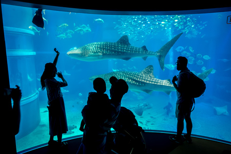 Shadow of tourists taking pictures and enjoying sea creatures at the Osaka Aquarium Kaiyukan in Osaka, Japan.の写真素材