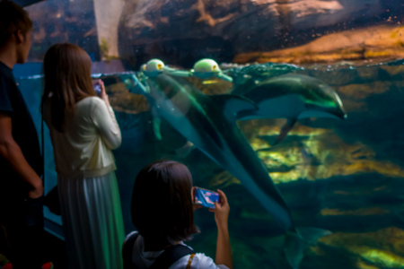 Dolphin in Osaka Aquarium Kaiyukan, one of the largest public aquariums in the world in Osaka, Japan.の写真素材