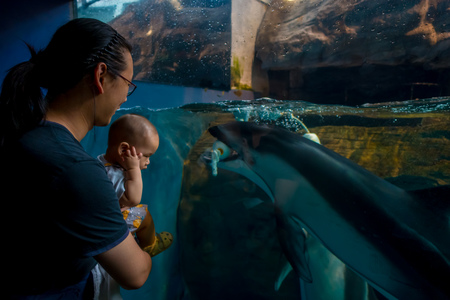 OSAKA, JAPAN - JULY 18, 2017: Dolphin in Osaka Aquarium Kaiyukan, one of the largest public aquariums in the world in Osaka, Japan.のeditorial素材