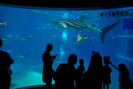 OSAKA, JAPAN - JULY 18, 2017: Unidentified people taking pictures and enjoying sea creature, shark-whale at the Osaka Aquarium Kaiyukan in Osaka, Japanのeditorial素材
