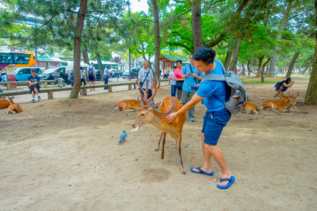 Nara, Japan - July 26, 2017: Visitors feed wild deer in Nara, Japan. Nara is a major tourism destination in Japan - former capita city and currently UNESCO World Heritage Siteのeditorial素材