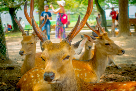 Close up of wild deers in Nara, this city is a major tourism destination in Japan -