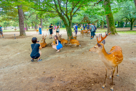 Nara, Japan - July 26, 2017: Visitors taking picturtes with wild deer in Nara, Japan. Nara is a major tourism destination in Japan - former capita city and currently UNESCO World Heritage Siteのeditorial素材