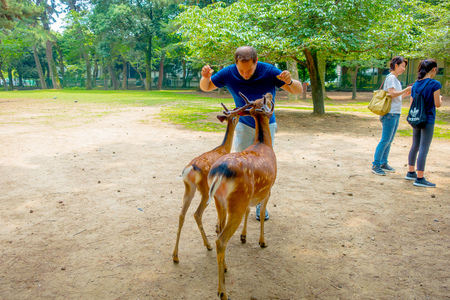 Nara, Japan - July 26, 2017: Unidentified man in from of two wild deers in Nara, Japan. Nara is a major tourism destination in Japan - former capita city and currently UNESCO World Heritage Siteのeditorial素材