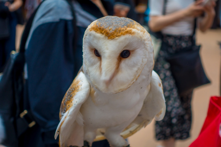Close up of a beautiful owl posing over a woman wrist in the street in Akihabara owl cafe - owls are very popular pets in Japan.の写真素材