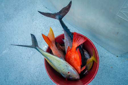 Close up of assorted fishes inside of a red pail at the Fort Lauderdale, Florida.の写真素材