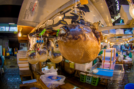 TOKYO, JAPAN JUNE 28 - 2017: Close up of a dry blowfish hanging in a Tsukiji Market, is the biggest wholesale fish and seafood market in the world, in Tokyo. Fish eye effectのeditorial素材