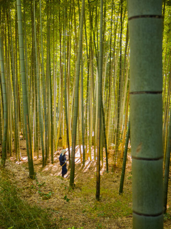 KYOTO, JAPAN - JULY 05, 2017: Unidentified man walking inside of a beatiful bamboo forest at...
