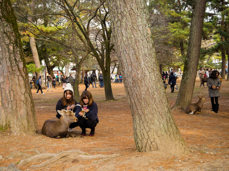 OSAKA, JAPAN - JULY 05, 2017: Unidentified women feeding a wild deers in Osaka resting under the trees in Osaka parkのeditorial素材
