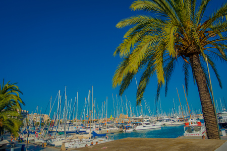 PALMA DE MALLORCA, SPAIN - AUGUST 18 2017: Beautiful harbor view with white yachts and some palm trees, in Palma de Mallorca, Balearic islands, Spainのeditorial素材
