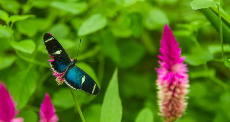 Mindo in Ecuador, a perfect spot to see some beautiful butterflies, with blue wings posing over a...