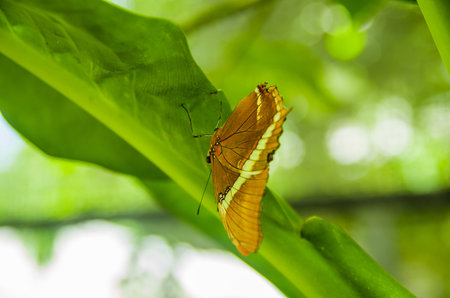 Mindo in Ecuador, a perfect spot to see some beautiful butterflies, posing over a green leafs, in...