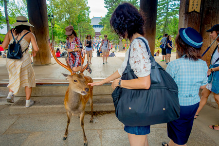 Nara, Japan - July 26, 2017: Unidentified people feeding a wild deer in Nara, Japan. Nara is a major tourism destination in Japan - former capita city and currently UNESCO World Heritage Siteのeditorial素材