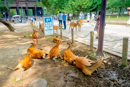 Nara, Japan - July 26, 2017: Unidentified people walking around and some wild deers, resting in a wet ground in Nara park in Japan. Nara is a major tourism destination in Japan - former capita city and currently UNESCO World Heritage Siteのeditorial素材
