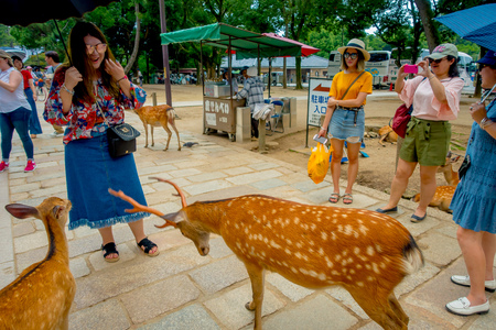 Nara, Japan - July 26, 2017: Unidentified people taking pictures and enjoying the wild deers in Nara, Japan. Nara is a major tourism destination in Japan - former capita city and currently UNESCO World Heritage Siteのeditorial素材
