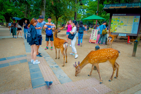 Nara, Japan - July 26, 2017: Unidentified people around wild deers in Nara, Japan. Nara is a major tourism destination in Japan - former capita city and currently UNESCO World Heritage Siteのeditorial素材