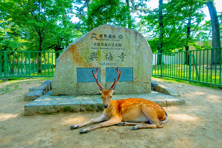 Nara, Japan - July 26, 2017: Beautiful wild deer resting in Nara Park in front of an informative sign in stone, in Nara Japanのeditorial素材