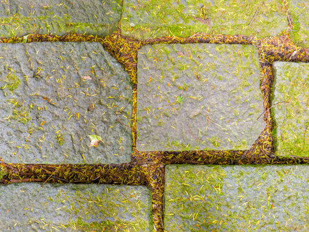 Close up of a small leafs in a stoned background in Ueno Park, Tokio