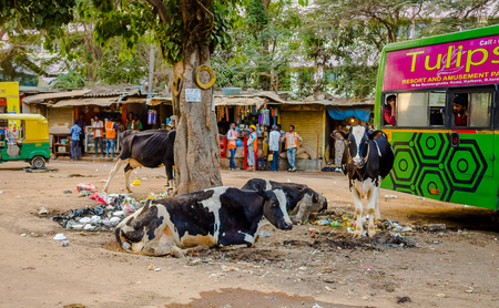 JAIPUR, INDIA - AUGUST 25 2017: A group of stray cows sitting in the midst of garbage on the streets of Indiaのeditorial素材