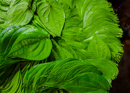 Close up of a green betel leaf on a leaf background, in Indiaの写真素材