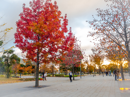 Nara, Japan - July 26, 2017: Unidentified people walking and taking pictures of a beautiful red tree in the park, colorful foliage in the Autumn park at Kyotoのeditorial素材