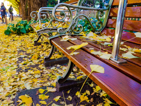 Nara, Japan - July 26, 2017: Close up of yellow leafs in a public chair, view of autumn landscape, with yellow autumn trees and leaves ,Colorful foliage in the Autumn park at Kyotoのeditorial素材