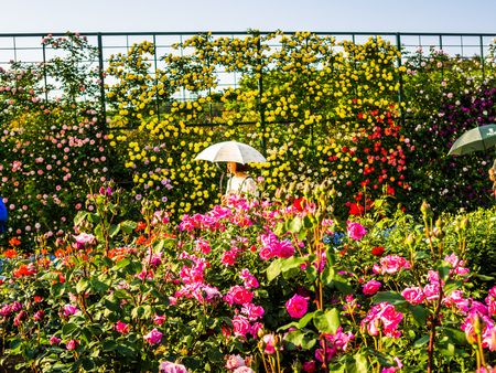 HAKONE, JAPAN - JULY 02, 2017: Close up of a beautiful spring pink flowers in a park in Japanのeditorial素材
