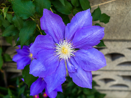 Close up of a beautiful purple spring flowers with green leafs in Japan.の写真素材