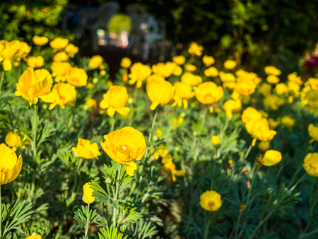 Close up of beautiful spring orange flower in Japan.の写真素材