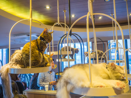 TOKYO, JAPAN - JULY 17, 2017: Unidentified people taking pictures of the little cats, purebred kittens for sale in a pet shop in Tokyoのeditorial素材