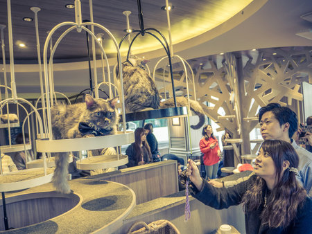 TOKYO, JAPAN - JULY 17, 2017: Unidentified people looking the little cats, purebred kittens for sale in a pet shop in Tokyoのeditorial素材