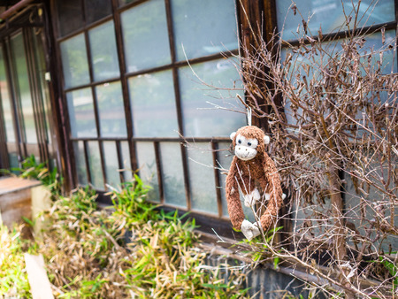 KYOTO, JAPAN - JULY 05, 2017: Teddy monkey hanging from a branch in the garden of a house in Kyotoのeditorial素材