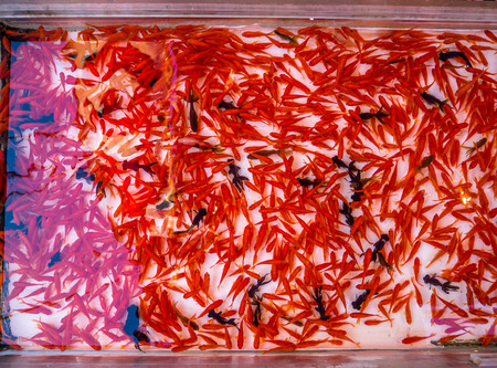 Close up of a group of red and black fishes swiming in a plastic tray in Japanの写真素材