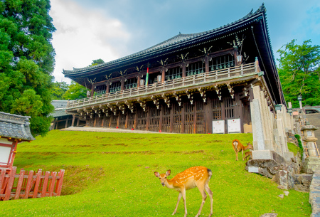 Nara, Japan - July 26, 2017: Wild deer eating the grass with a Nigatsu-do, Todai-ji temple behind, in Naraのeditorial素材
