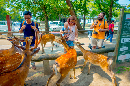 Nara, Japan - July 26, 2017: Unidentified woman touching a wild deer in Nara, Japan. Nara is a major tourism destination in Japanのeditorial素材