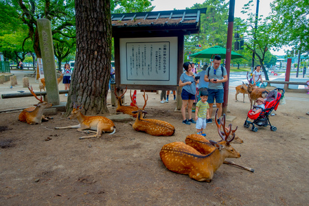 Nara, Japan - July 26, 2017: Unidentified people enjoying and taking pictures of wild deers in Nara, Japan. Nara is a major tourism destination in Japanのeditorial素材