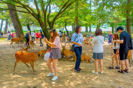 Nara, Japan - July 26, 2017: Unidentified people walking around of wild deers in Nara, Japan. Nara is a major tourism destination in Japanのeditorial素材