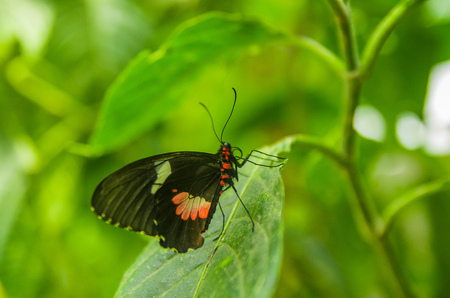 Mindo in Ecuador, a perfect spot to see some beautiful butterflies, posing over a green leafs, in Mindoの写真素材