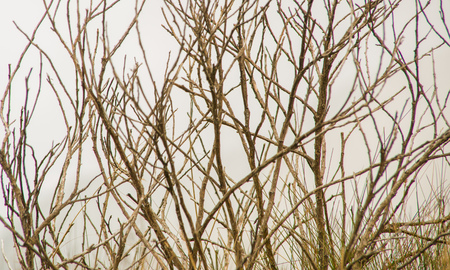 Close up of dry branches view at the Pichincha volcano, located just to the side of Quito, Ecuadorの写真素材