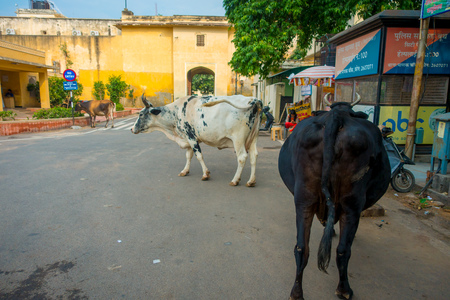 JAIPUR, INDIA - SEPTEMBER 19, 2017: Cow walks indifferent, amidst the traffic of cars and motorbikes of the cityのeditorial素材