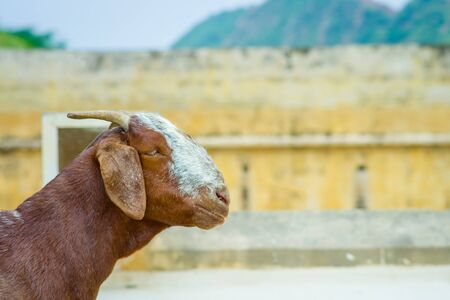 Portrait of a wild goat, at outdoor in Jaipur, Indiaの写真素材