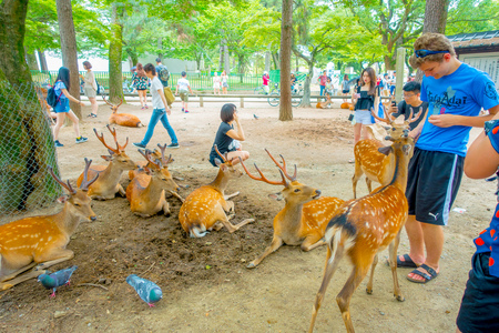 Nara, Japan - July 26, 2017: Visitors feed wild deer in Nara, Japan. Nara is a major tourism destination in Japanのeditorial素材