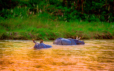 Beautiful rhino is bathing in river in Chitwan national parkの写真素材