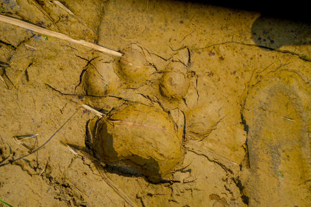 Beautiful tiger paw print on the vlay soil inside of the forest in Chitwan National Park, Nepalの写真素材