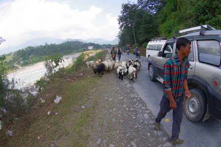 POKHARA, NEPAL, SEPTEMBER 04, 2017: Shepherds take care of flocks of goats, going along the street with some cars parked of small town in Pokhara, Nepal.のeditorial素材