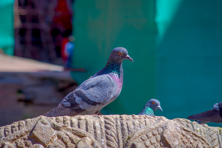 Close up of flock of pigeons standing over a carved rock at Durbar square near old hindu temples in Kathmandu, Nepalの写真素材