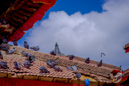 Close up of flock of pigeons in the rooftop at Durbar square near old hindu temples in Kathmandu, Nepalの写真素材