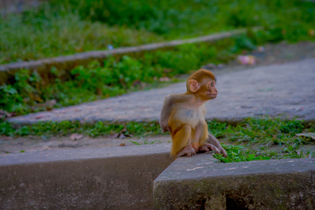 Close up of a beautiful little monkey at outdoors at Swayambhu Stupa, Monkey Temple, Kathmandu, Nepalの写真素材